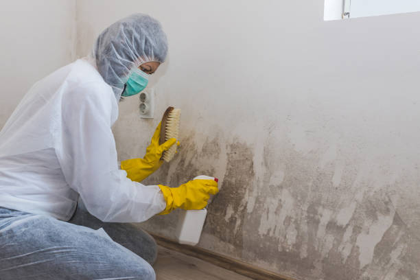 Mold Removal Process in Lake Havasu City, AZ
